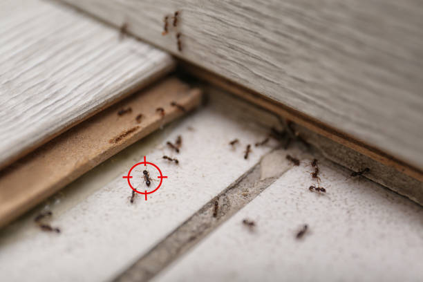 Best Pest Prevention Services  in Chocowinity, NC