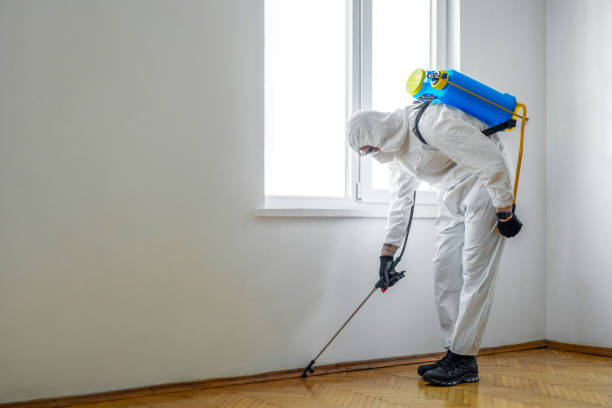 Best Wasp Removal Services  in Chocowinity, NC