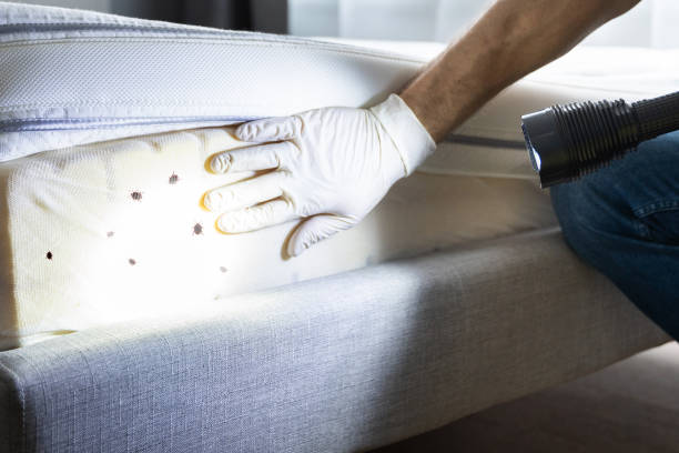 Best Pest Inspection Near Me  in Chocowinity, NC