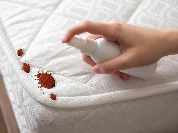 Best Pest Removal Services  in Chocowinity, NC