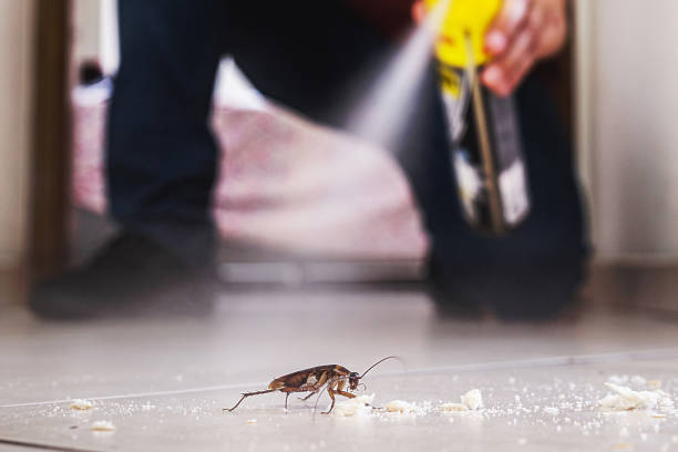 Best Spider Control Near Me  in Chocowinity, NC